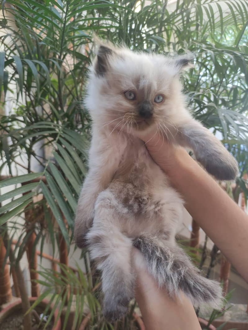 Persian kittens 1