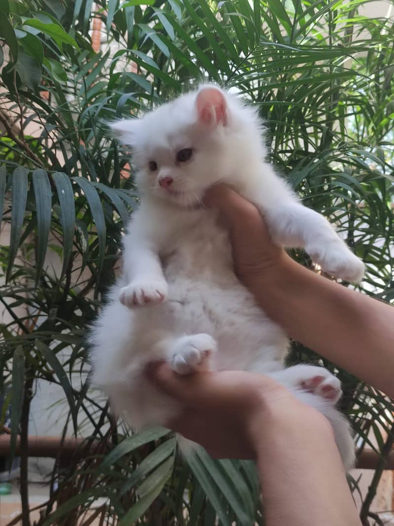 Persian kittens 2