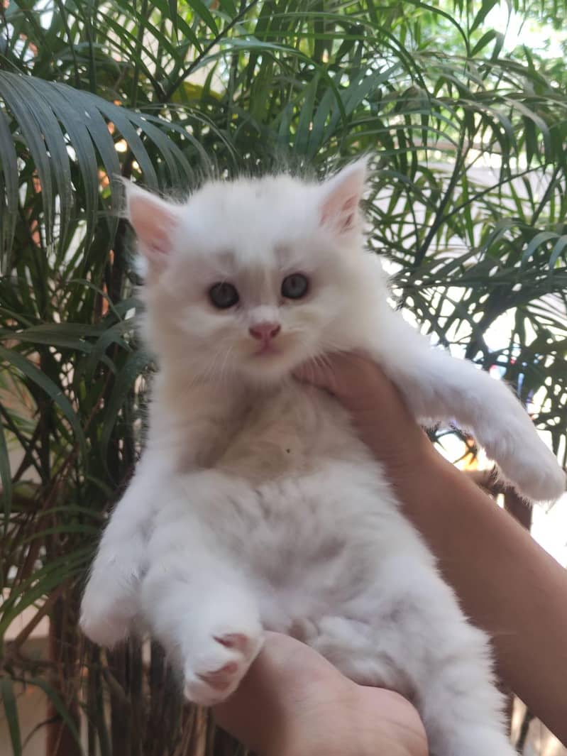 Persian kittens 3