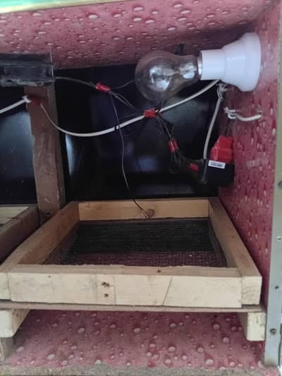 for sale 70 to 80 chiks incubator
