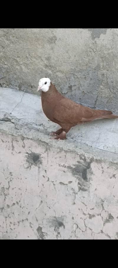 Fancy pigeons