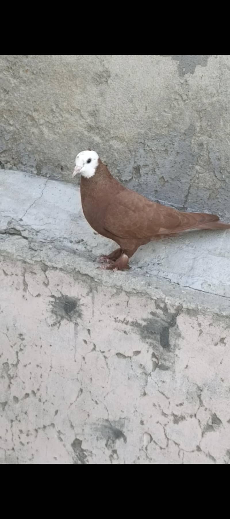 Fancy pigeons 0