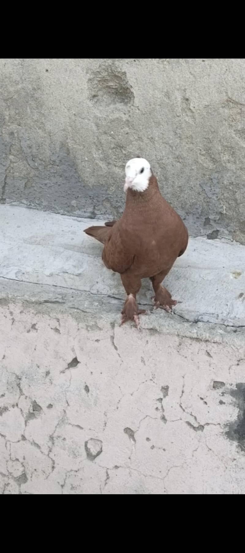 Fancy pigeons 1