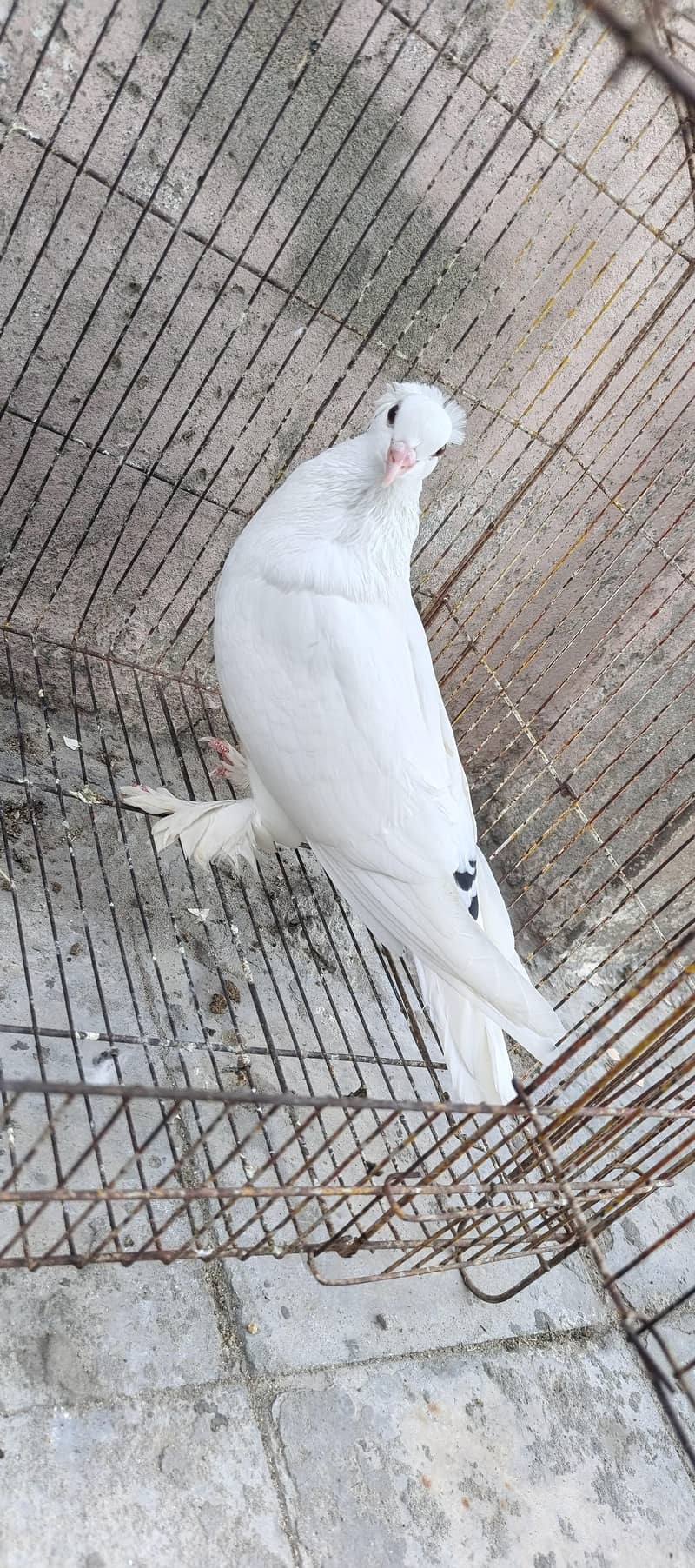 Fancy pigeons 3