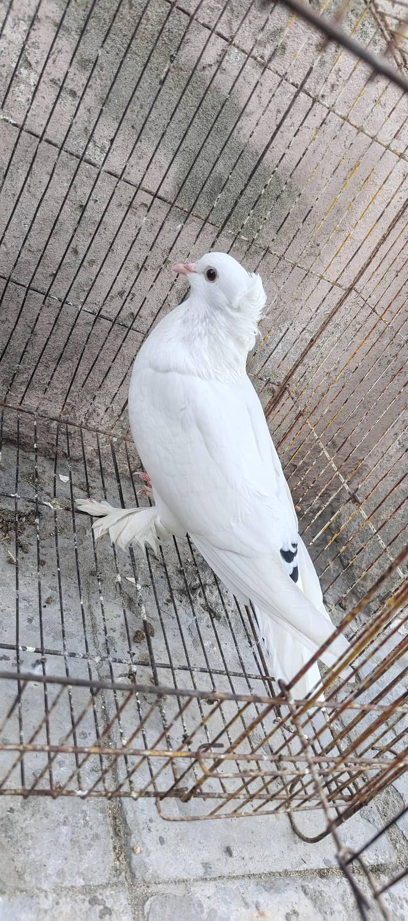 Fancy pigeons 4