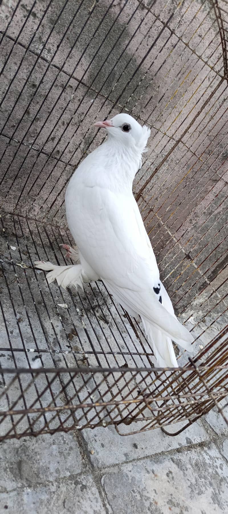Fancy pigeons 5