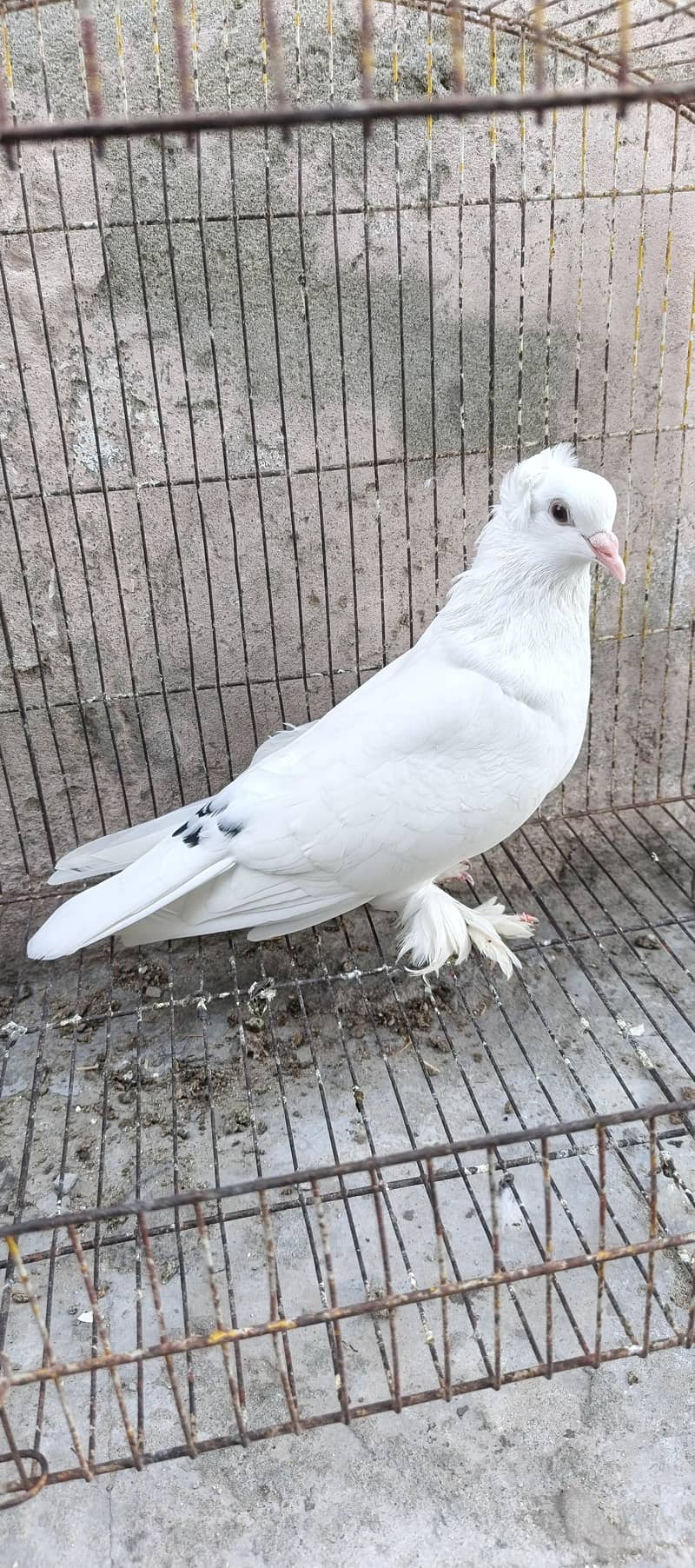 Fancy pigeons 6
