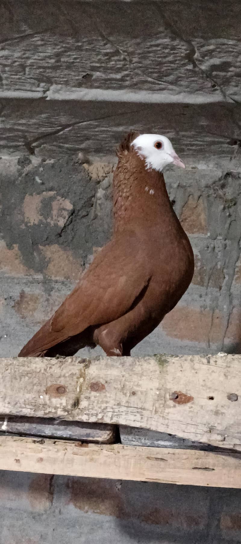 Fancy pigeons 7