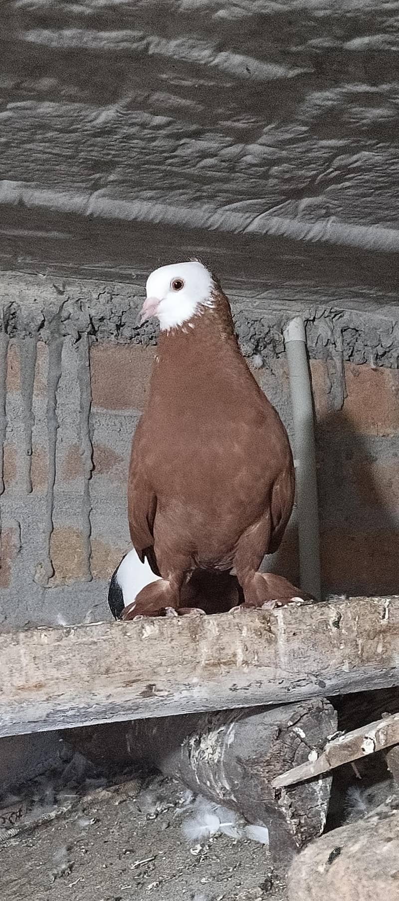 Fancy pigeons 8