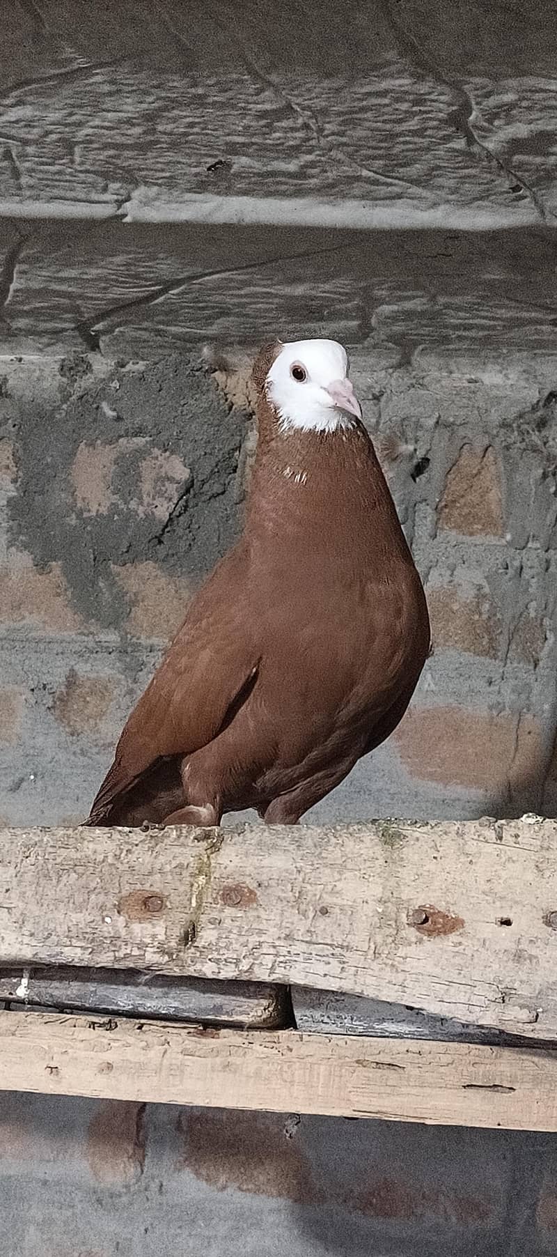 Fancy pigeons 9