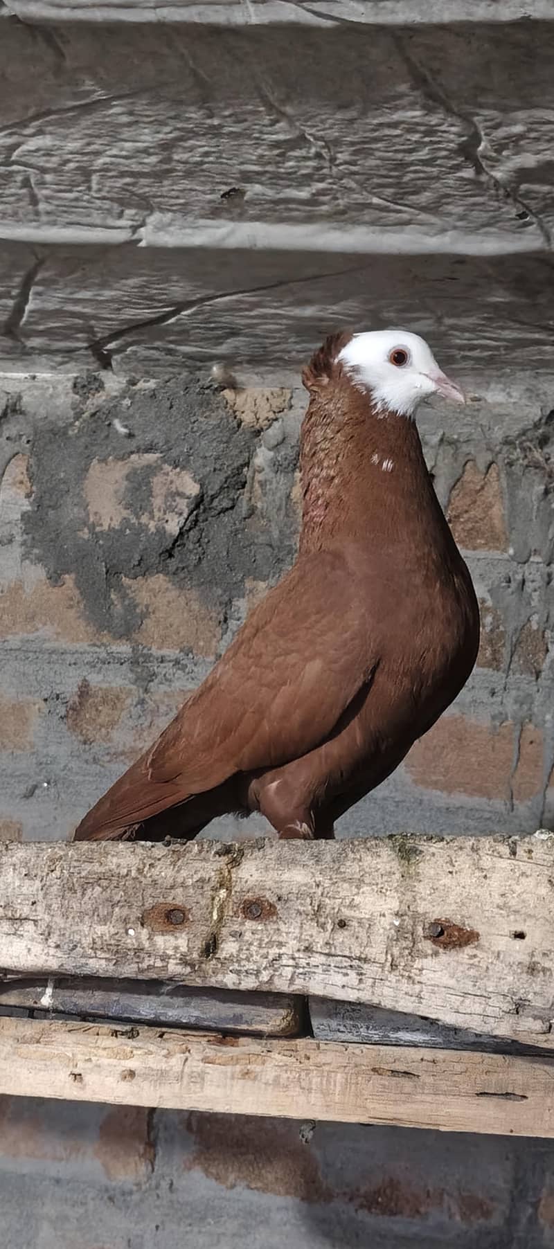 Fancy pigeons 10