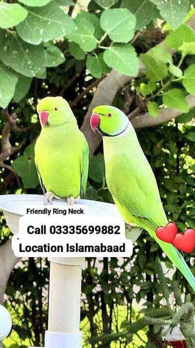 Male Parrot 12,000 or Female 5,500 Hand Tamed Green Ring Neck Parrot's