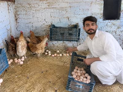 golden misri / Ande Dene Wali murgi / desi murghi / egg laying hen