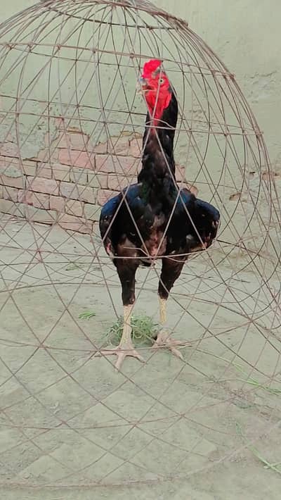 Aseel Black Murga  | Lambi Gardan | Zabardast Height & Body