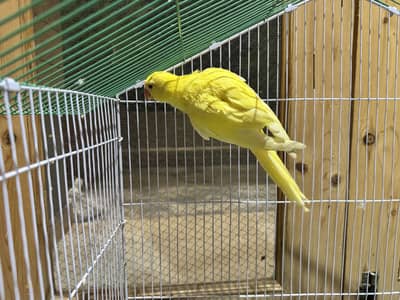 Yellow Ring Neck Chick 4 Months Age