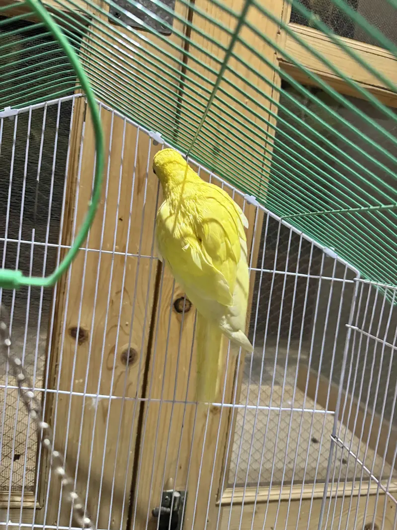 Yellow Ring Neck Chick 4 Months Age Ringneck — photo 2