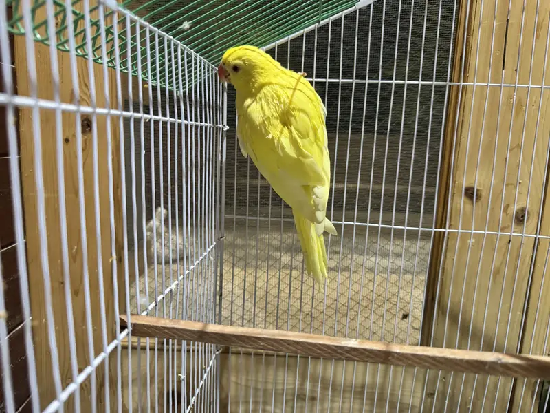 Yellow Ring Neck Chick 4 Months Age Ringneck — photo 3