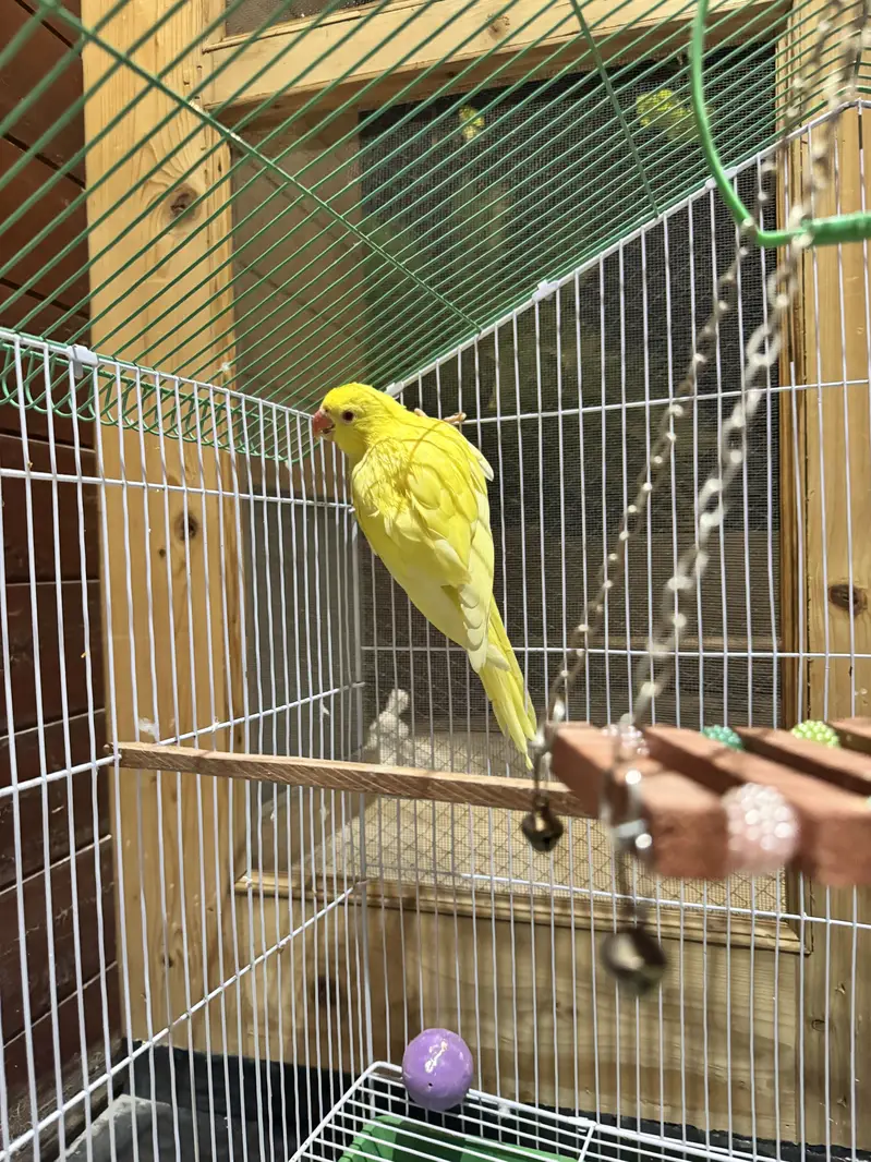 Yellow Ring Neck Chick 4 Months Age Ringneck — photo 4