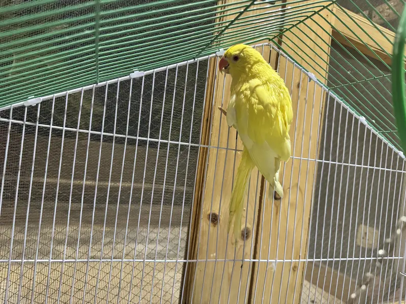 Yellow Ring Neck Chick 4 Months Age Ringneck — photo 5