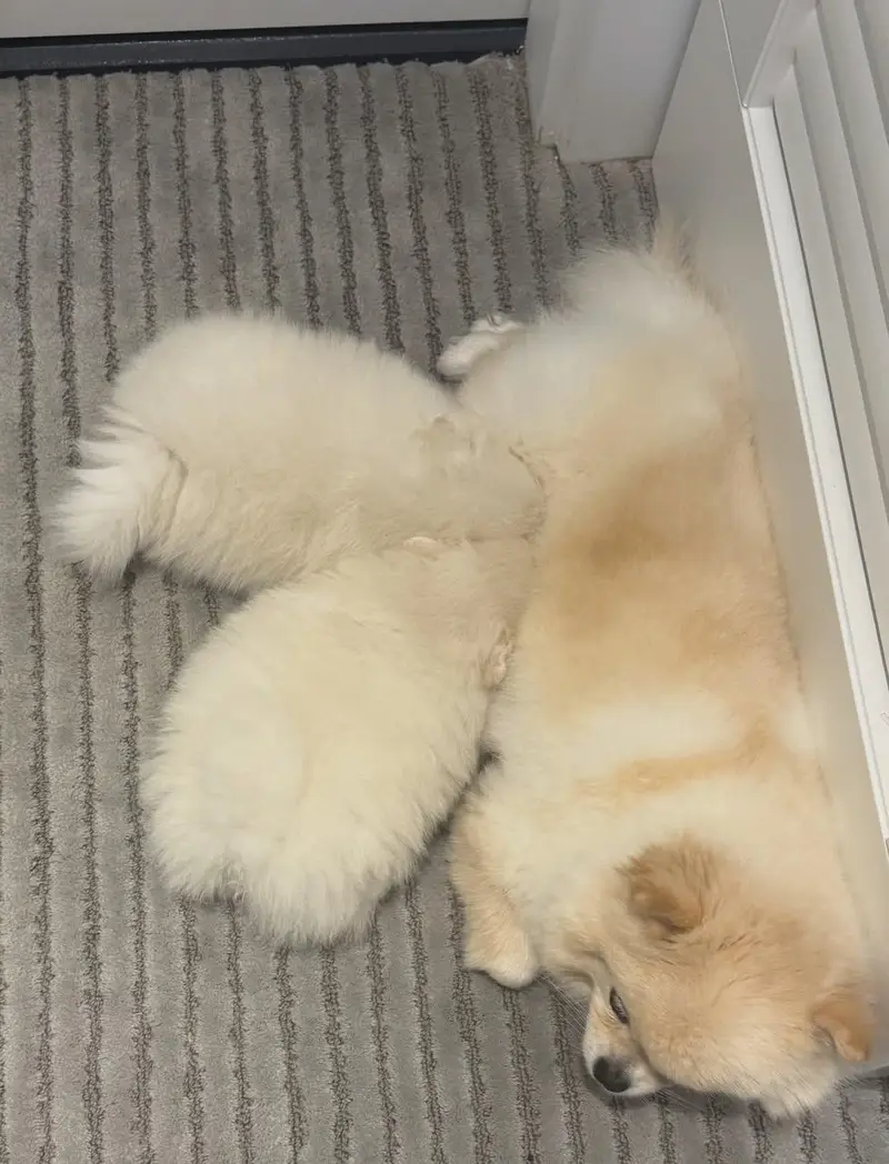 Toy Pomeranian Puppy | Pedigree Pomeranian Puppies for sale — photo 2