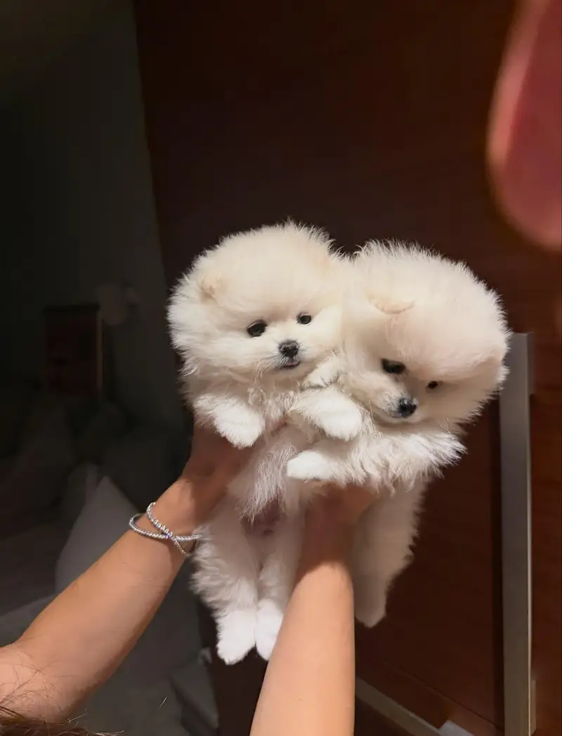 Toy Pomeranian Puppy | Pedigree Pomeranian Puppies for sale — photo 3