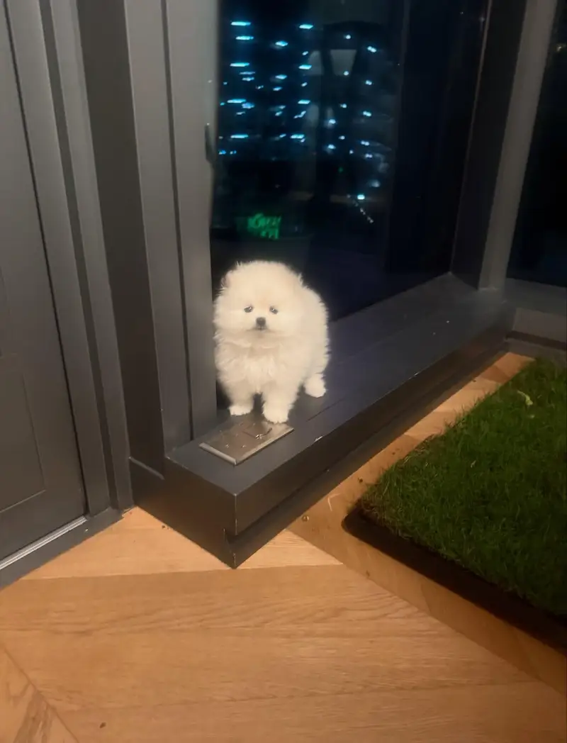 Toy Pomeranian Puppy | Pedigree Pomeranian Puppies for sale — photo 8