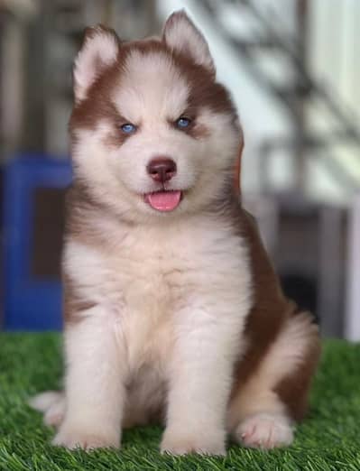 Siberian Husky Puppy | Pedigree Husky Pups for sale