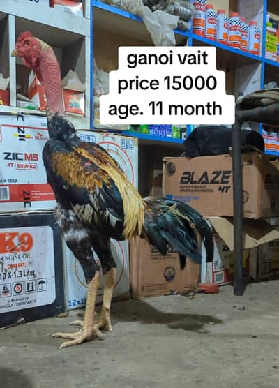 aseel |Thai |burmi| turkish hint| penas pakoya |lasani |imported aseel