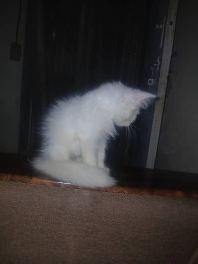 tripple coated male blue eyes