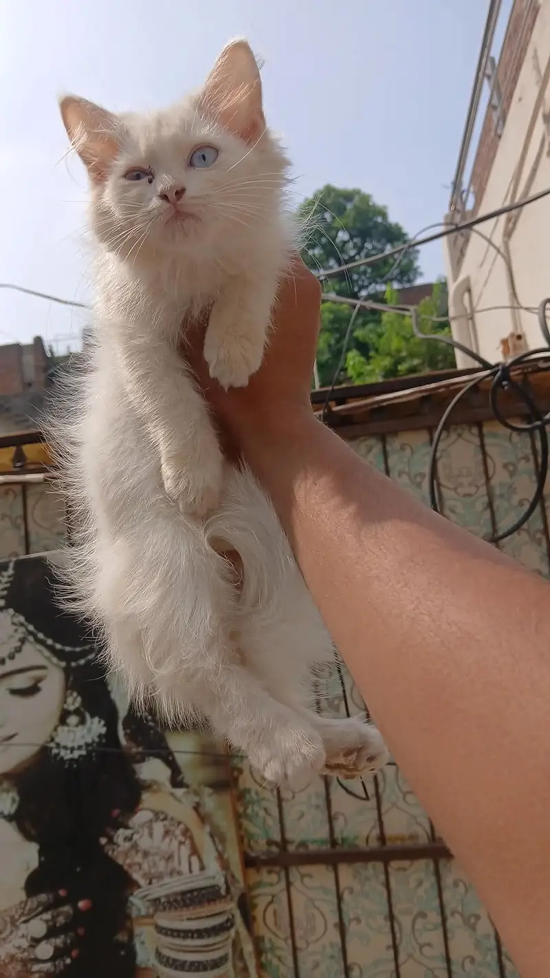 tripple coated male blue eyes — photo 3