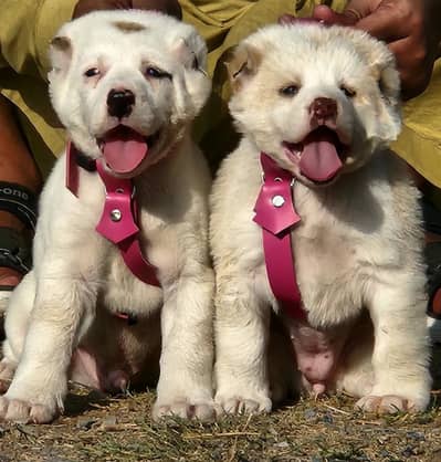 Alabai Pair / security Dog / Afghan Kochi / King kurdish kangal pair