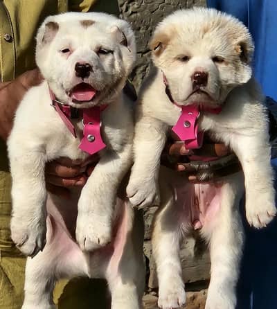 ​Top Quality King Alabai Puppies Pair - 2 Months Old