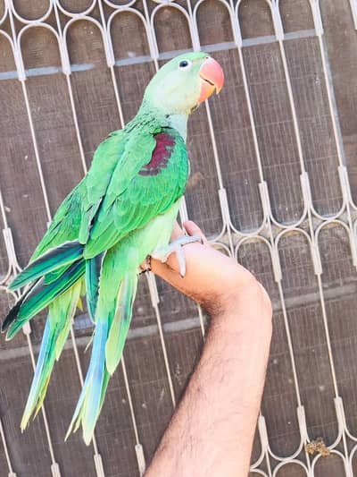 raw parrot pathy