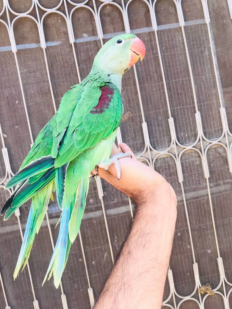 raw parrot pathy 0