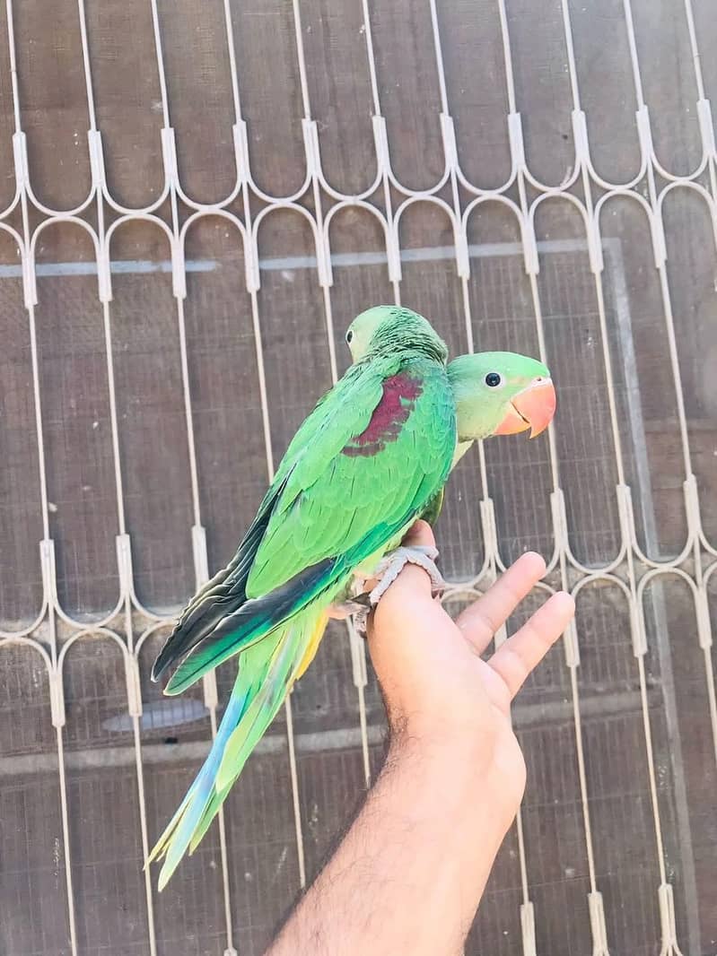 raw parrot pathy 1