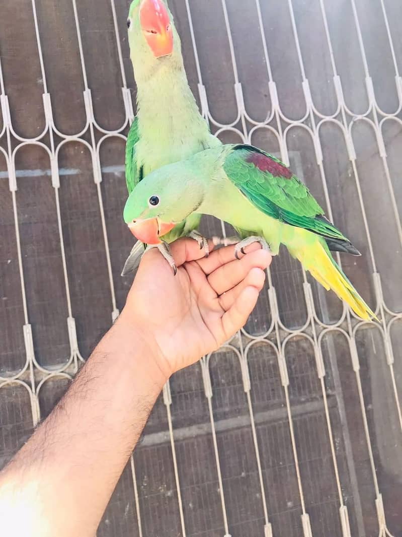 raw parrot pathy 2