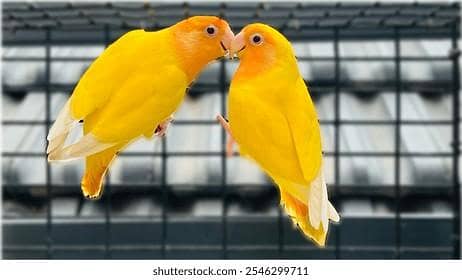 Orange hood Opline Pair