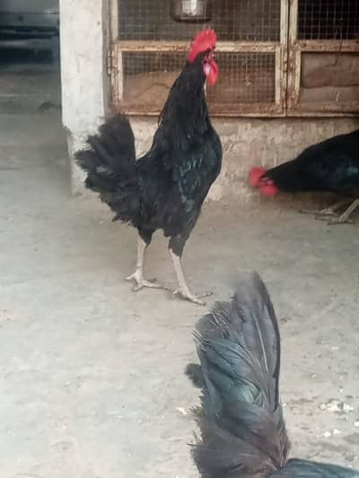 dessi murgay for sale