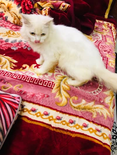 persian triple coated cat. litter trained. full healthy active hy