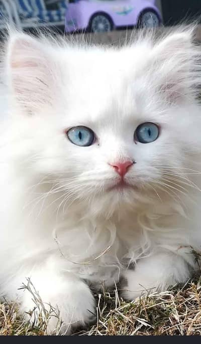 tripple coated male blue eyes