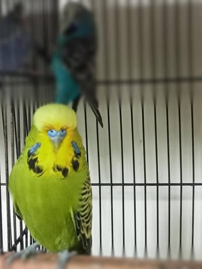 Exhibition Breeder Male Grey Green