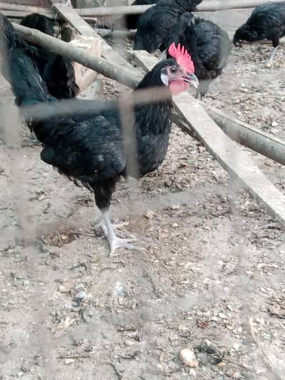 Astralop males aur eggs laying hens Desi Misri hens for sale