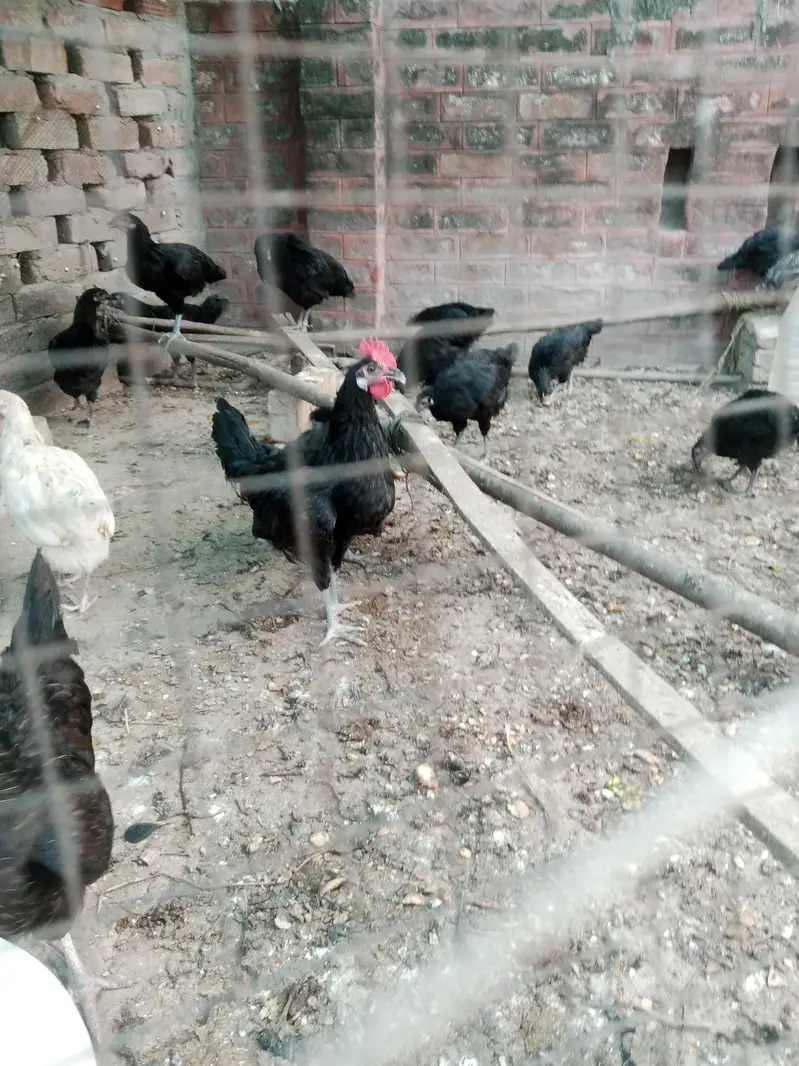 Astralop males aur eggs laying hens Desi Misri hens for sale — photo 2