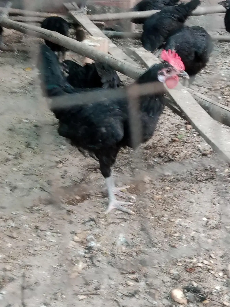 Astralop males aur eggs laying hens Desi Misri hens for sale — photo 3