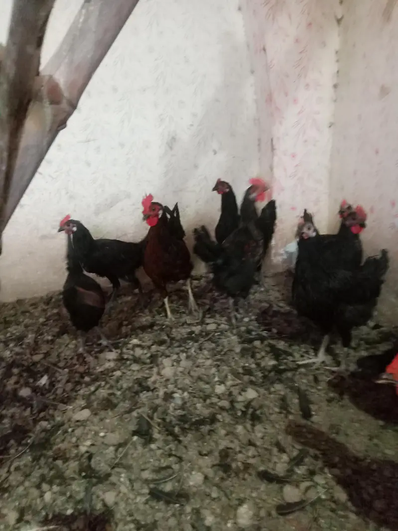 Astralop males aur eggs laying hens Desi Misri hens for sale — photo 4