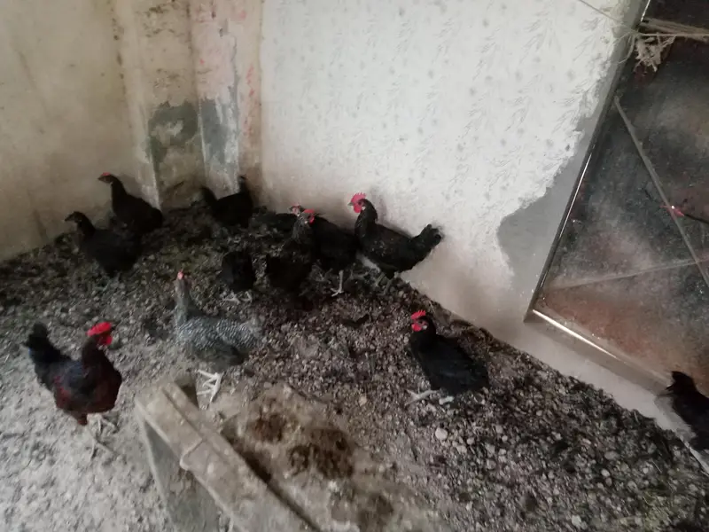 Astralop males aur eggs laying hens Desi Misri hens for sale — photo 5