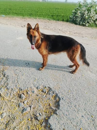 German shepherd female