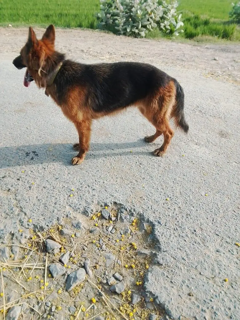 German shepherd female — photo 2