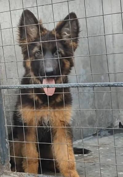 German shepherd puppies for sale healthy
