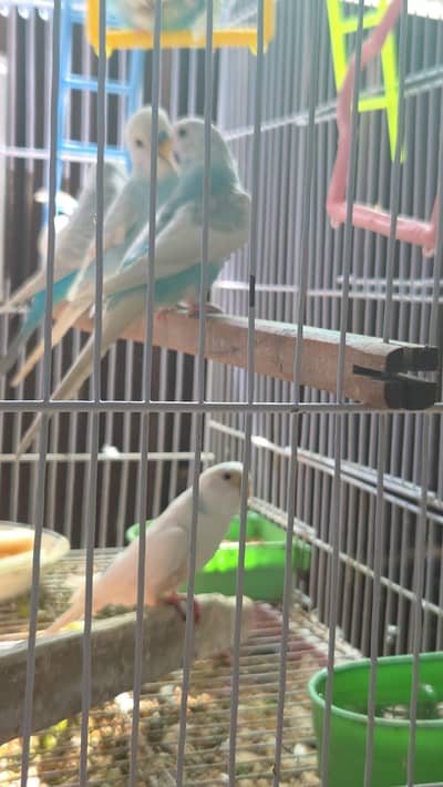 Aqua Budgie200